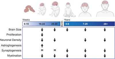 Neurodevelopment in Down syndrome: Concordance in humans and models